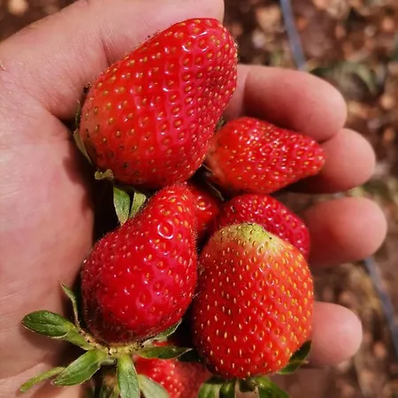 La Mennula Garden * Salignano (Apulia)